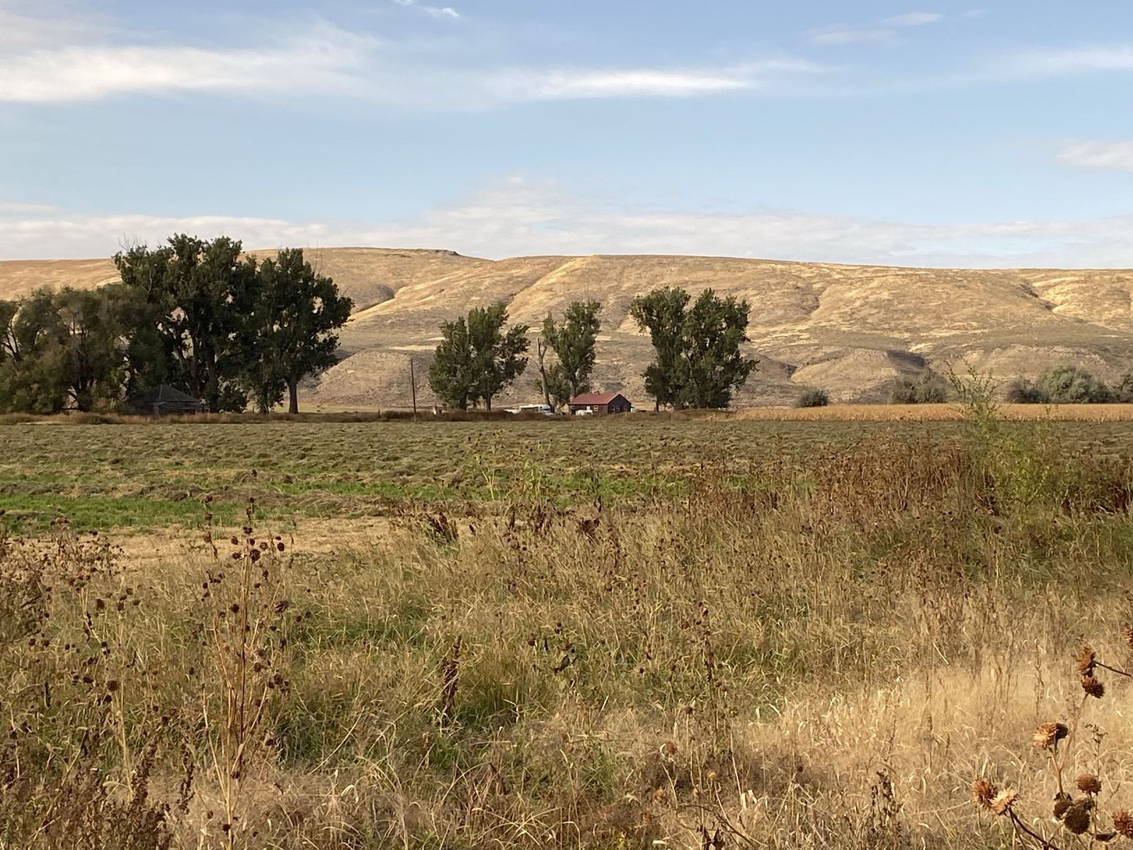 The Dahle Ranch headquarters — ranch buildings tucked among cottonwood trees with rolling hills behind, viewed across open pasture