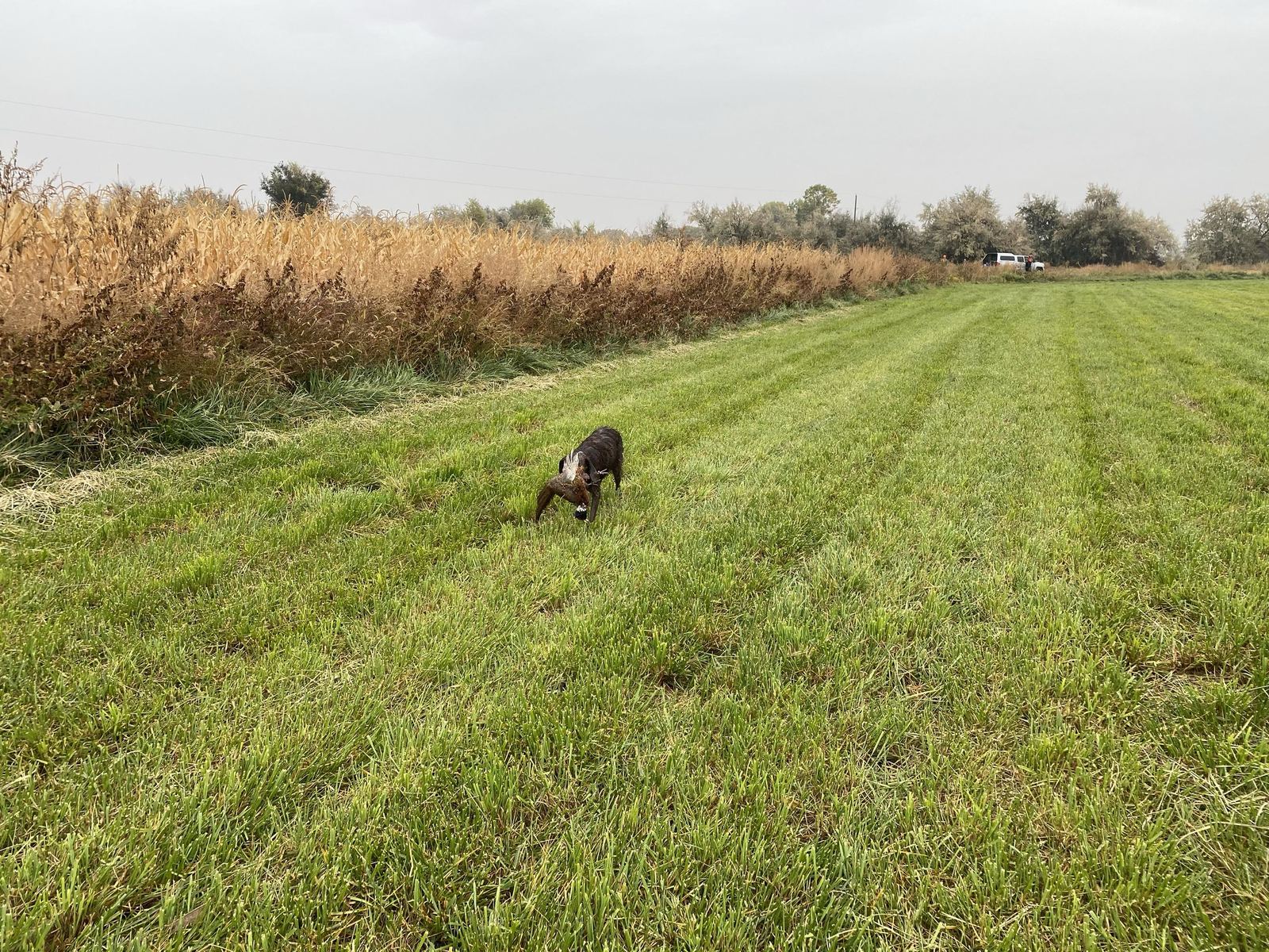 A hunting dog retrieving a pheasant across a green field on the ranch